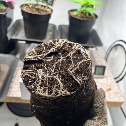North Thunderfuck growlog photo: Wurzelwerk wie erwartet
