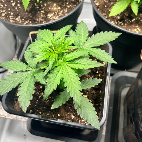 Mimosa Automatic growlog photo: Alles soweit okay
Feicht genug und Anzeichen von Krankheiten nehmen nicht zu
