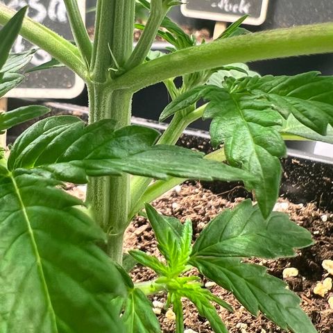 Mimosa Automatic growlog photo: Alles soweit okay
Feicht genug und Anzeichen von Krankheiten nehmen nicht zu
