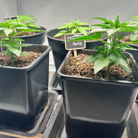 Mimosa Automatic growlog photo: Alles soweit okay
Feicht genug und Anzeichen von Krankheiten nehmen nicht zu
