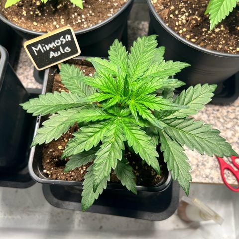 Mimosa Automatic growlog photo: Alles soweit okay
Feicht genug und Anzeichen von Krankheiten nehmen nicht zu
