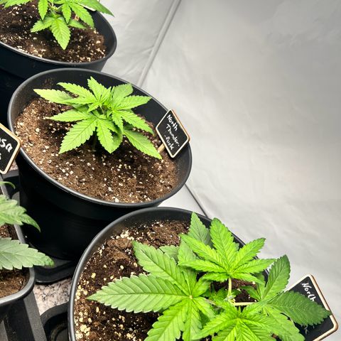 North Thunderfuck growlog photo: 2 von 3 wurden nach der 6. Internodie getoppt.
Mal schauen was passiert