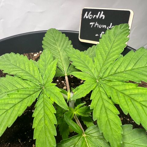 North Thunderfuck growlog photo: 2 von 3 wurden nach der 6. Internodie getoppt.
Mal schauen was passiert