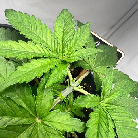 North Thunderfuck growlog photo: 2 von 3 wurden nach der 6. Internodie getoppt.
Mal schauen was passiert