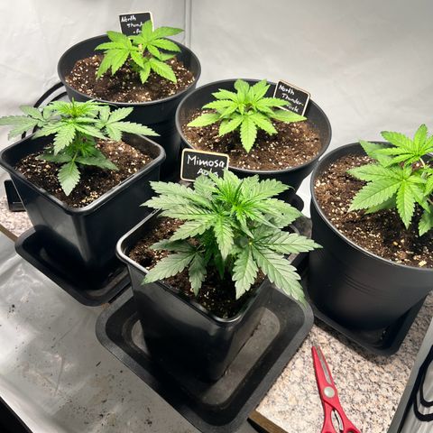 North Thunderfuck growlog photo: 2 von 3 wurden nach der 6. Internodie getoppt.
Mal schauen was passiert