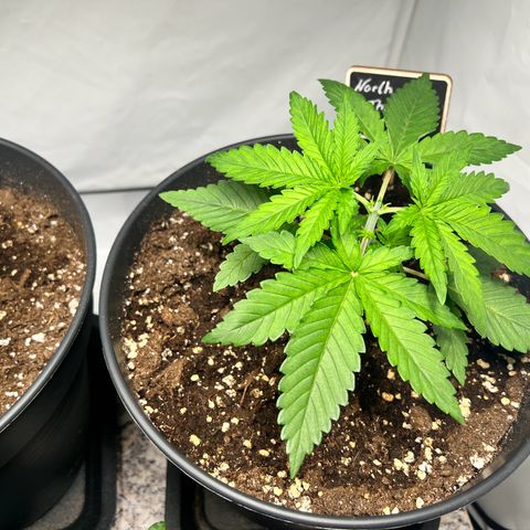North Thunderfuck growlog photo: 2 von 3 wurden nach der 6. Internodie getoppt.
Mal schauen was passiert