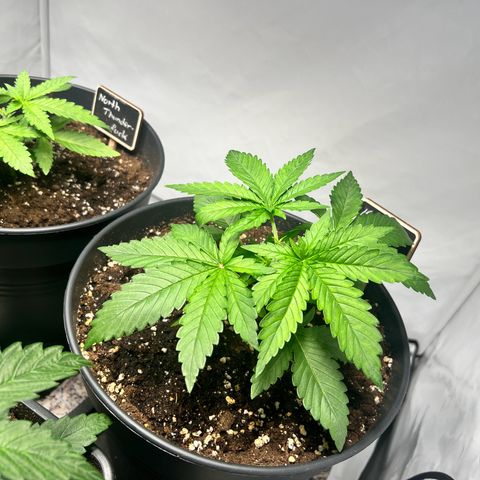 North Thunderfuck growlog timeline photo