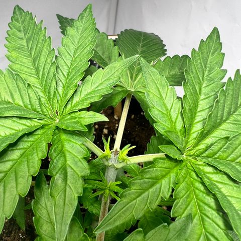 North Thunderfuck growlog timeline photo