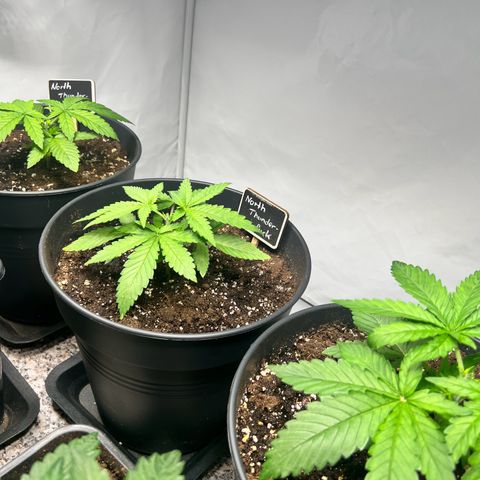 North Thunderfuck growlog timeline photo