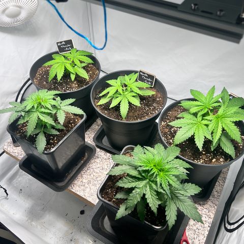 Mimosa Automatic growlog timeline photo