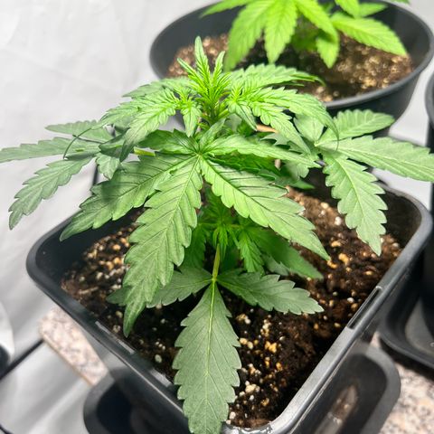 Mimosa Automatic growlog timeline photo