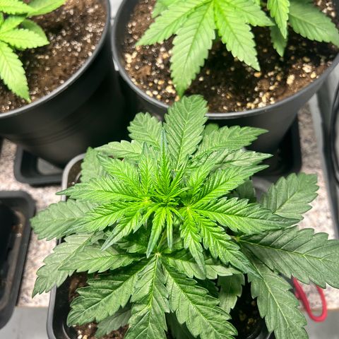 Mimosa Automatic growlog timeline photo