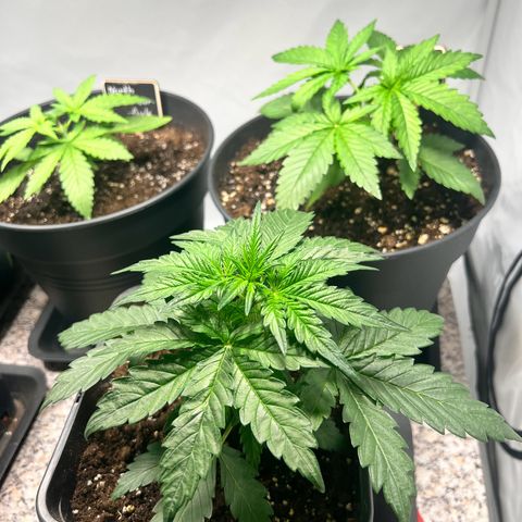 Mimosa Automatic growlog timeline photo