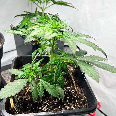 Mimosa Automatic growlog photo: Zwei große Blätter entfernt und mit training begonnen