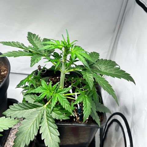 Mimosa Automatic growlog photo: Zwei große Blätter entfernt und mit training begonnen