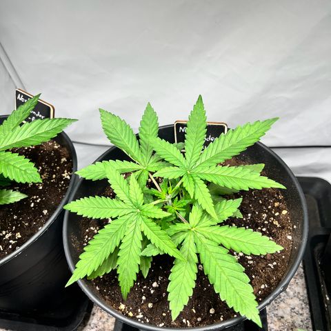 North Thunderfuck growlog photo: Topping hat der Pflanze nicht geschadet. Zwei große Blätter entfernt um den Lichtdurchfluss zu erhöhen.

