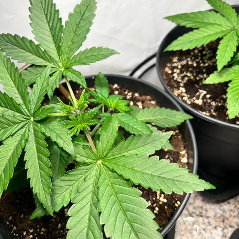 North Thunderfuck growlog photo: Topping hat der Pflanze nicht geschadet. Zwei große Blätter entfernt um den Lichtdurchfluss zu erhöhen.
