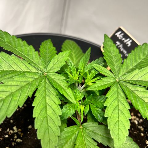 North Thunderfuck growlog photo: Topping hat der Pflanze nicht geschadet. Zwei große Blätter entfernt um den Lichtdurchfluss zu erhöhen.
