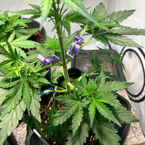 Mimosa Automatic growlog photo: Training wurde fortgesetzt.
Den Pflanzen geht es gut und Feuchtigkeit der Erde passt soweit. Keine Mängel frszustellen
