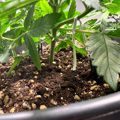 Mimosa Automatic growlog photo: Training wurde fortgesetzt.
Den Pflanzen geht es gut und Feuchtigkeit der Erde passt soweit. Keine Mängel frszustellen