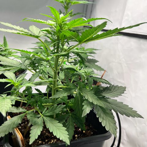 Mimosa Automatic growlog photo: Training wurde fortgesetzt.
Den Pflanzen geht es gut und Feuchtigkeit der Erde passt soweit. Keine Mängel frszustellen