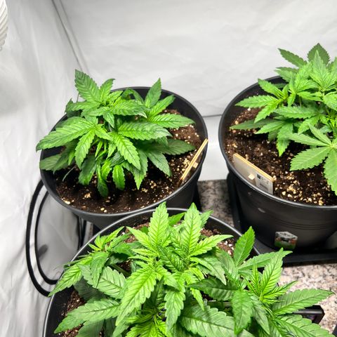 North Thunderfuck growlog photo: Topping wurde von den Pflanzen gut angenommen.
Training wurde fortgesetzt.
Den Pflanzen geht es gut und Feuchtigkeit der Erde passt soweit. Keine Mängel festzustellen