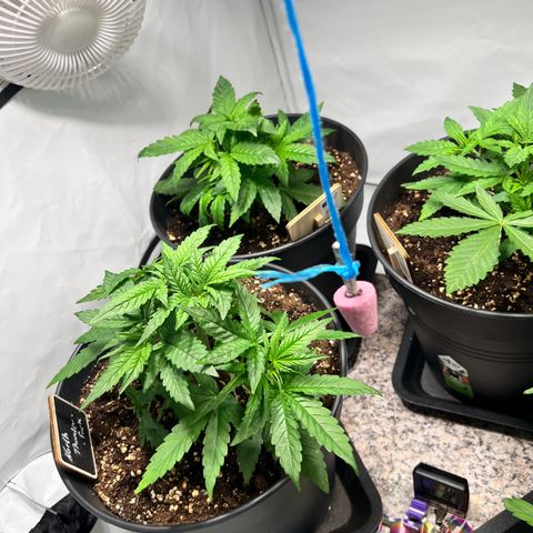 North Thunderfuck growlog photo: Topping wurde von den Pflanzen gut angenommen.
Training wurde fortgesetzt.
Den Pflanzen geht es gut und Feuchtigkeit der Erde passt soweit. Keine Mängel festzustellen