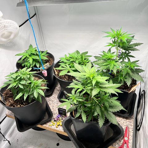 North Thunderfuck growlog photo: Topping wurde von den Pflanzen gut angenommen.
Training wurde fortgesetzt.
Den Pflanzen geht es gut und Feuchtigkeit der Erde passt soweit. Keine Mängel festzustellen