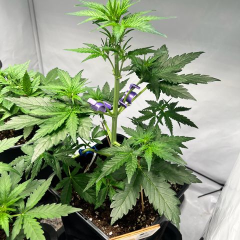 Mimosa Automatic growlog photo: ❤️