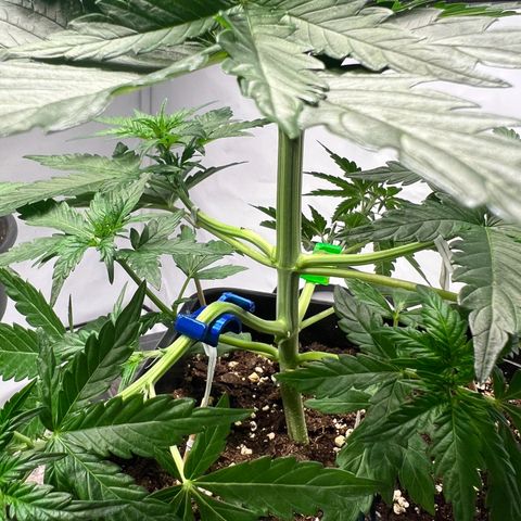 Mimosa Automatic growlog photo: ❤️