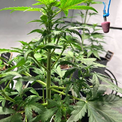 Mimosa Automatic growlog photo: ❤️