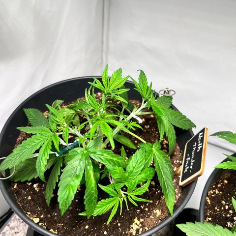 North Thunderfuck growlog timeline photo