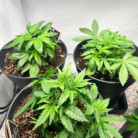 North Thunderfuck growlog timeline photo
