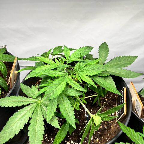 North Thunderfuck growlog timeline photo