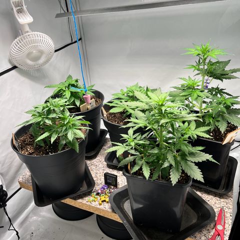 North Thunderfuck growlog timeline photo