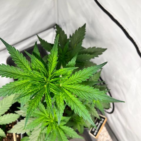 Mimosa Automatic growlog photo: Ausstellungsstück ❤️