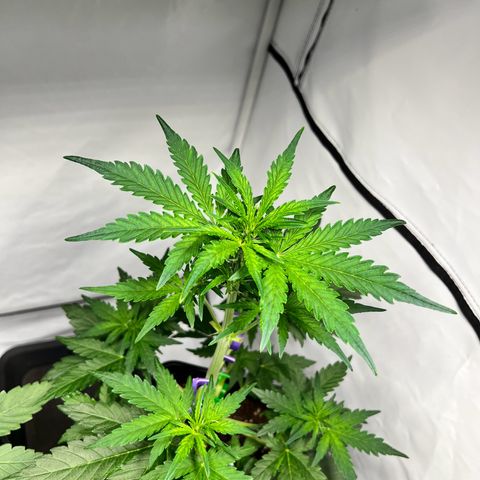 Mimosa Automatic growlog photo: Ausstellungsstück ❤️