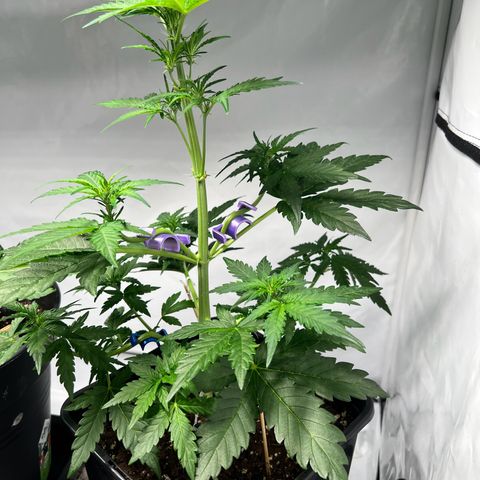 Mimosa Automatic growlog photo: Ausstellungsstück ❤️