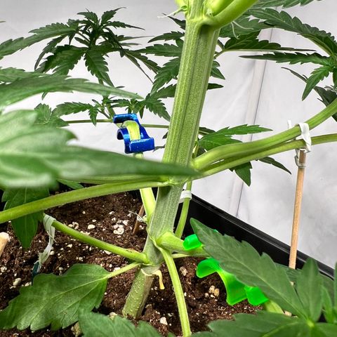Mimosa Automatic growlog photo: Passt