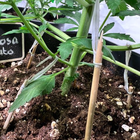 Mimosa Automatic growlog photo: Passt