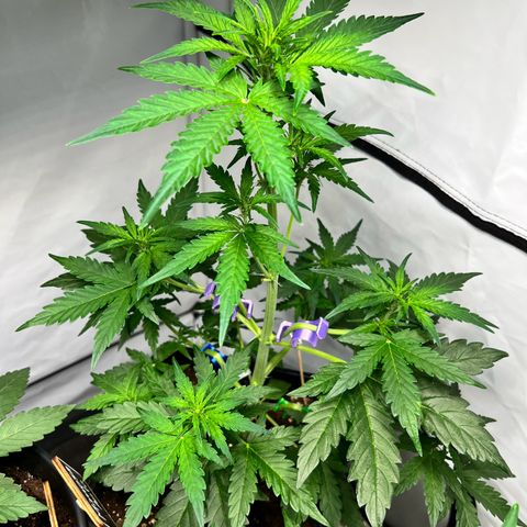 Mimosa Automatic growlog photo: Passt