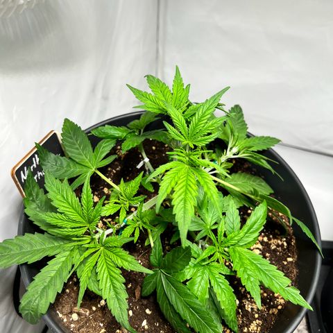 North Thunderfuck growlog photo: Pflanzen weiter trainiert und neu beschnitten