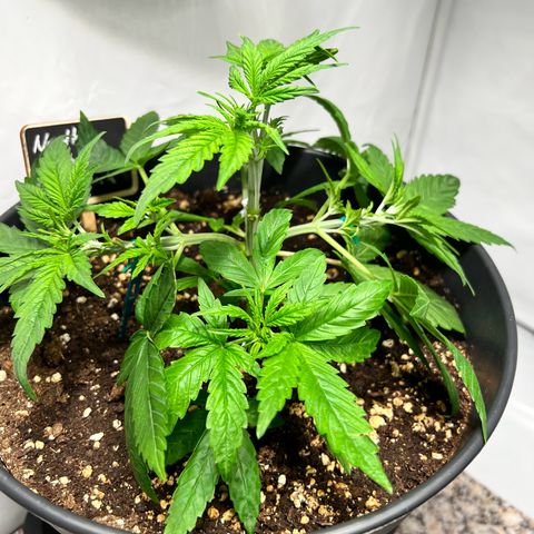 North Thunderfuck growlog photo: Pflanzen weiter trainiert und neu beschnitten