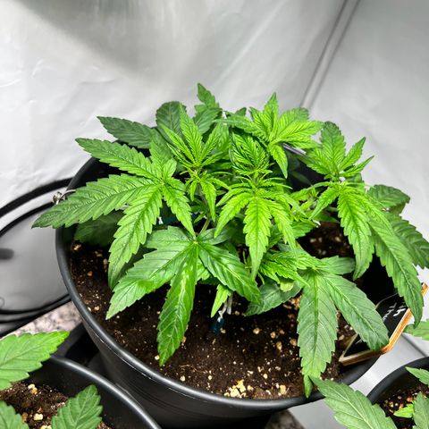 North Thunderfuck growlog photo: Pflanzen weiter trainiert und neu beschnitten