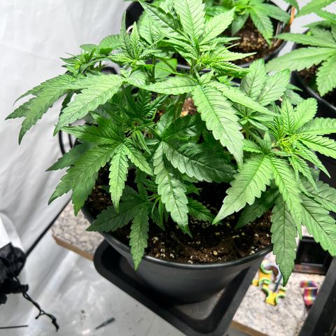 North Thunderfuck growlog photo: Pflanzen weiter trainiert und neu beschnitten