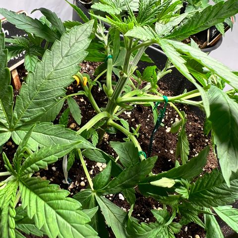 North Thunderfuck growlog photo: Pflanzen weiter trainiert und neu beschnitten