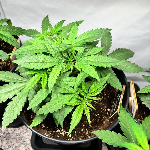 North Thunderfuck growlog photo: Pflanzen weiter trainiert und neu beschnitten