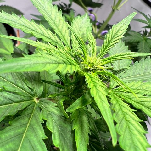 Mimosa Automatic growlog photo: Blüten fangen an
