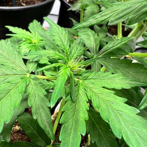 Mimosa Automatic growlog photo: Blüten fangen an
