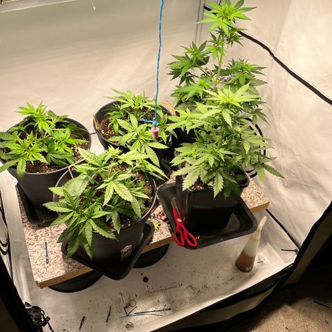 North Thunderfuck growlog photo: Obere zwei Blütenäste trainiert